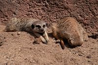 Relaxing meerkats