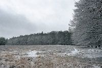 Schnee auf der Veluwe