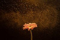 Roze Gerbera met gouden druppels en zwarte achtergrond