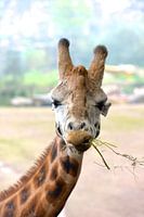 giraffe  close up 