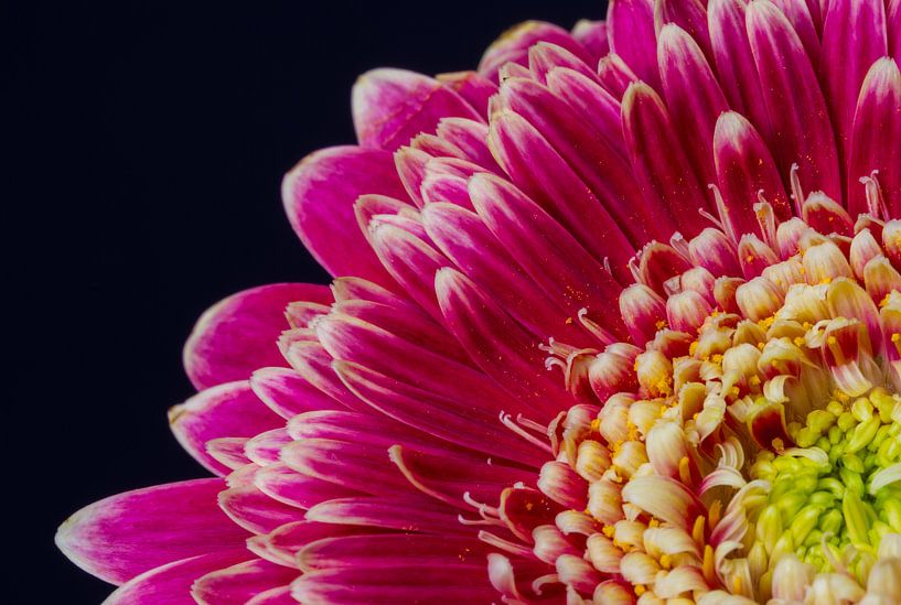 Colorful Gerbera by Dirk Jan Kralt