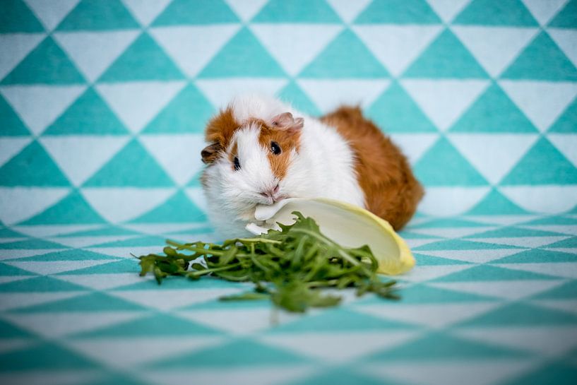 guinee pig by Pieter Heine