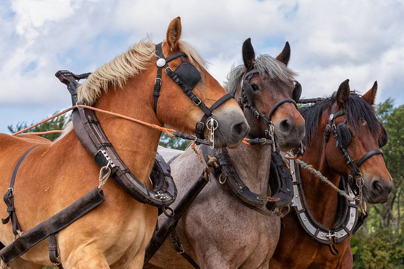 Portrait de tête de cheval de trait par Bram van Broekhoven