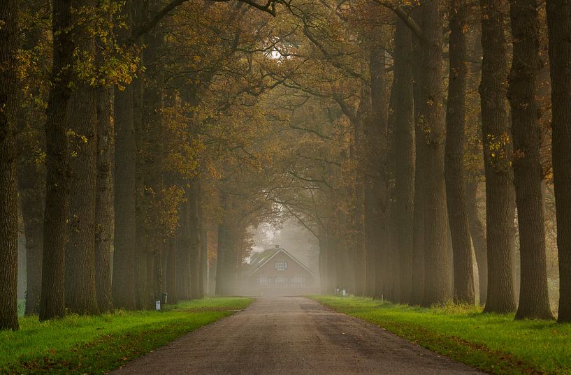 Début brumeux dans l'Achterhoek par Bart Harmsen
