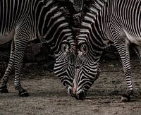 Zebra Liebe