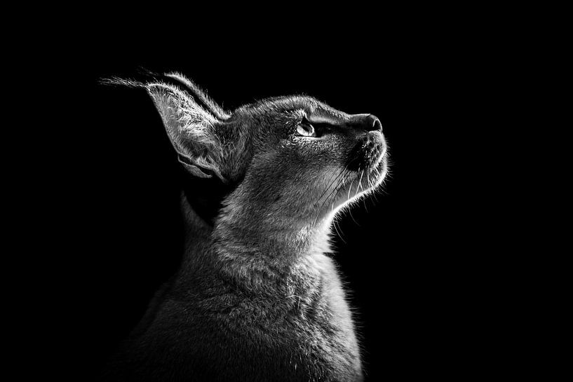 Caracal lève les yeux par Daphne van Dam