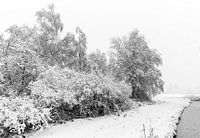 Winter landscape with trees and a waterfront