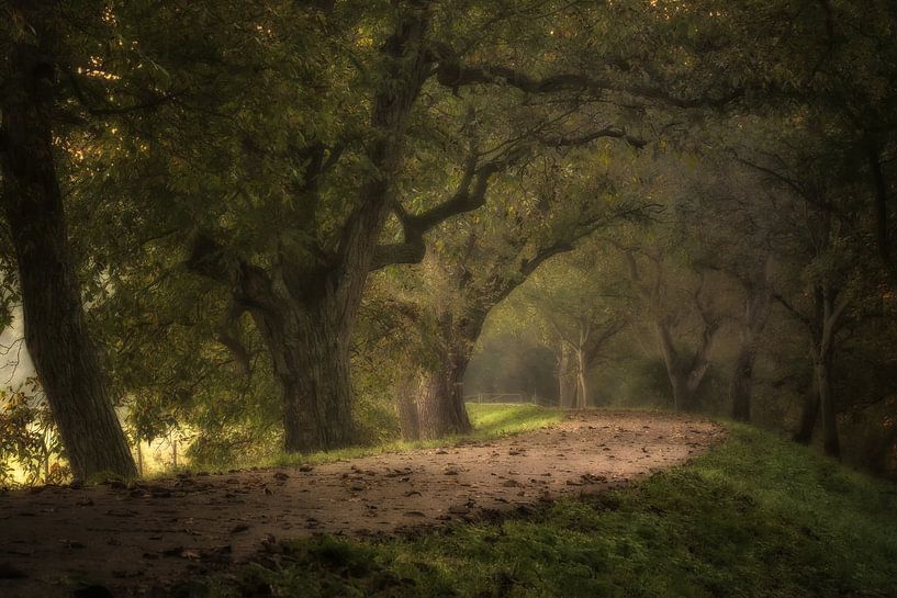 La magie des arbres sur le domaine de Marienwaerdt par Moetwil en van Dijk - Fotografie