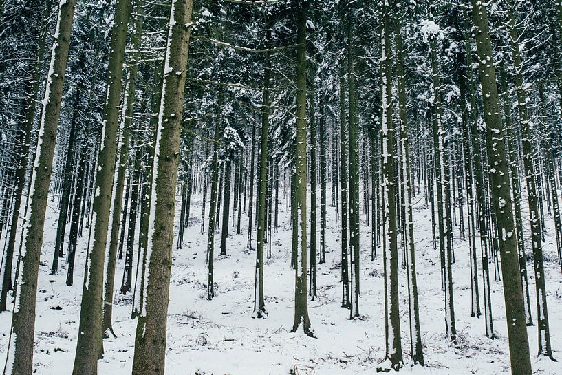 Arbres enneigés par Patrycja Polechonska