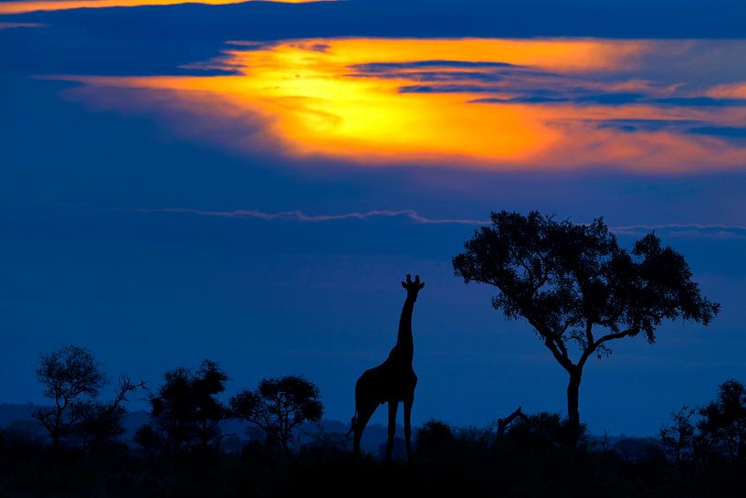 Une girafe au coucher du soleil par Mario Moreno