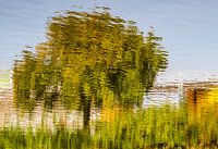 ein laubabwerfender Baum