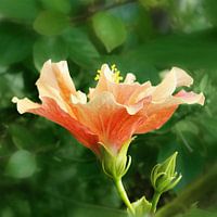 Flower mit Power bringt Leben in die grüne Natur