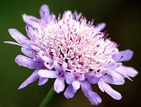 Knautia Flower