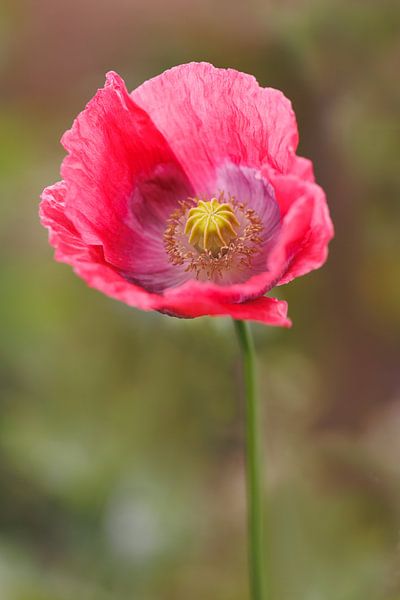 Pink poppy - Pink Summer by Dagmar Hijmans