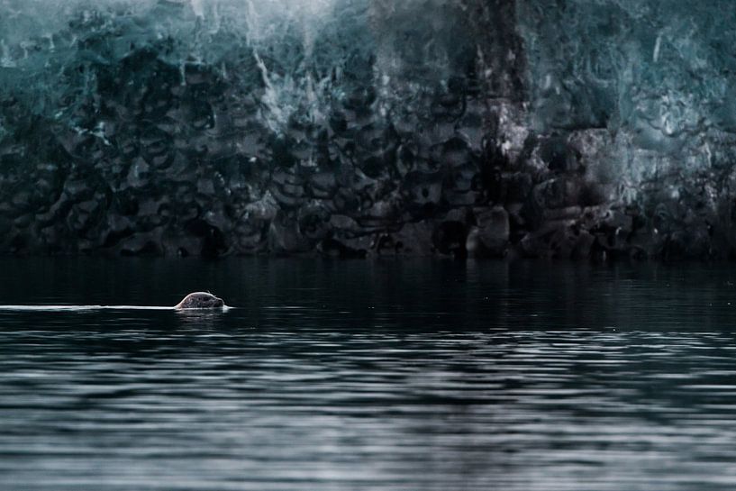 Phoque gris dans le lac Jökulsárlón par Danny Slijfer Natuurfotografie