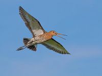 Barge à queue noire