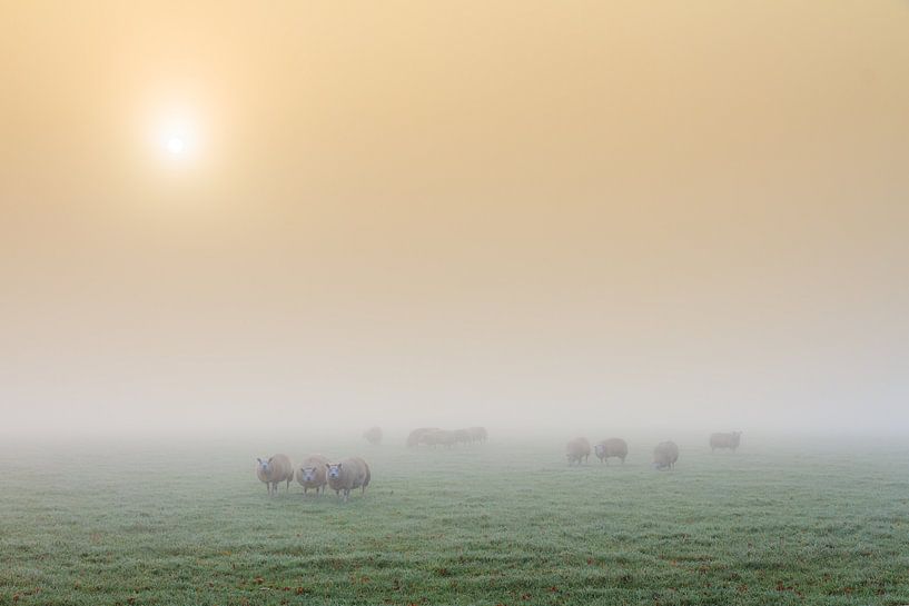 Schapen in de mist tijdens zonsopkomst by Dennis van de Water