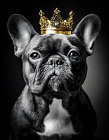 French Bulldog in black and white with golden crown