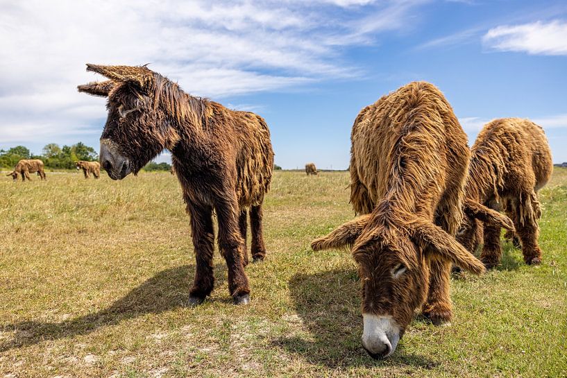 Donkeys on the Île de Ré by Easycopters