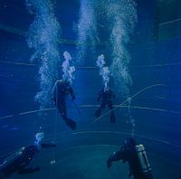 Divers in Diving Tower