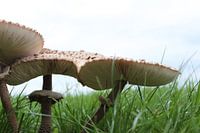 paddestoelen