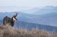 Edelsteine in den Vogesen