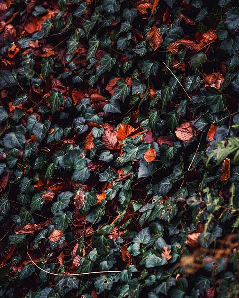 Efeu von Joris Machholz