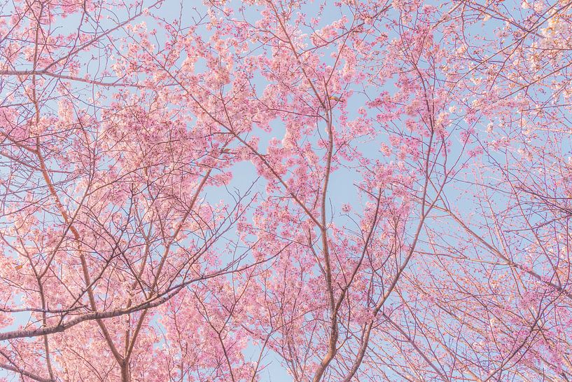Bäume mit rosa Kirschblüten von Mickéle Godderis
