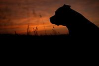 Silhouette eines Hundes