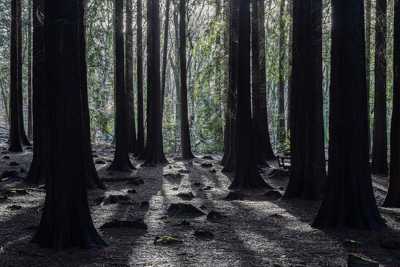 the dark forest by Frankje Huisman