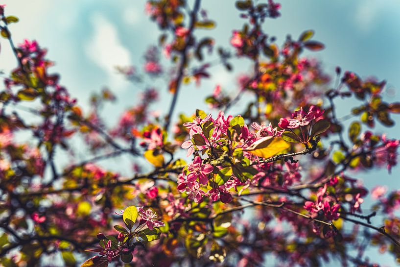 Blütenpracht: Eine Frühlingsexpedition Pink 33 von FotoDennis.com | Werk op de Muur