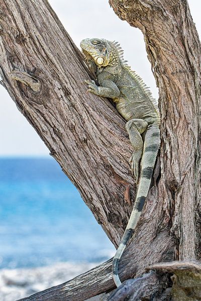 Grüner Leguan klettert auf einen Baum an der Küste der Insel Bonaire von Ben Schonewille