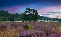 La bruyère en fleurs, Dunes de Loonse Drunense