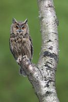 Waldohreule (Asio otus)