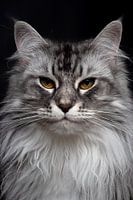 Close-up of a Maine Coon cat