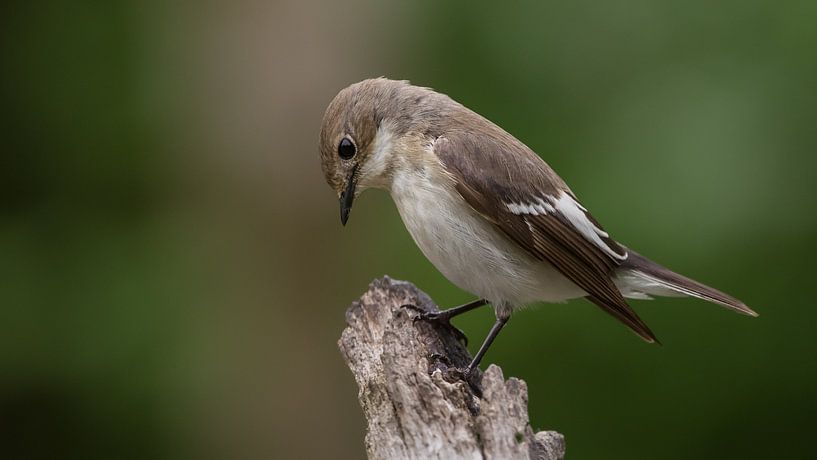 Bonte vliegenvanger by Jan Jongejan