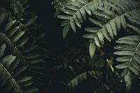 Une belle brousse à Oranjewoud