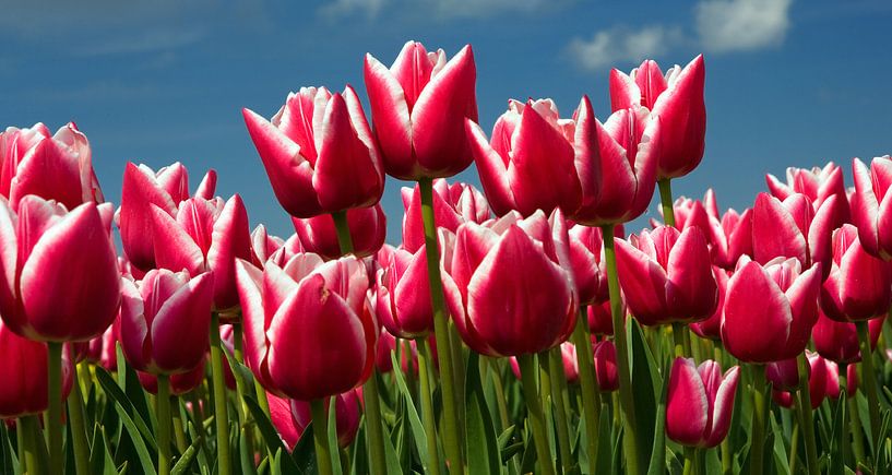 La saison des tulipes aux Pays-Bas par Henk Meijer Photography