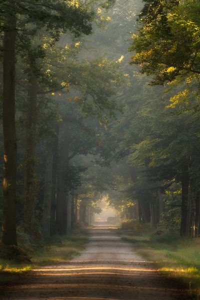 Photographie de la forêt &quot;Approche douce par Björn van den Berg