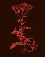 Silhouette de plante Marron &amp ; Rose