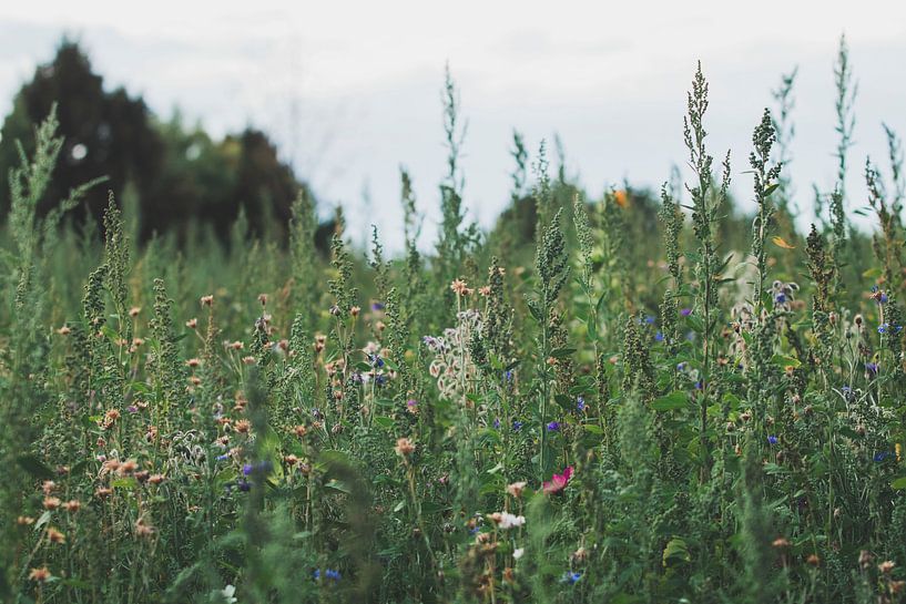 Wildblumen von iris hensen