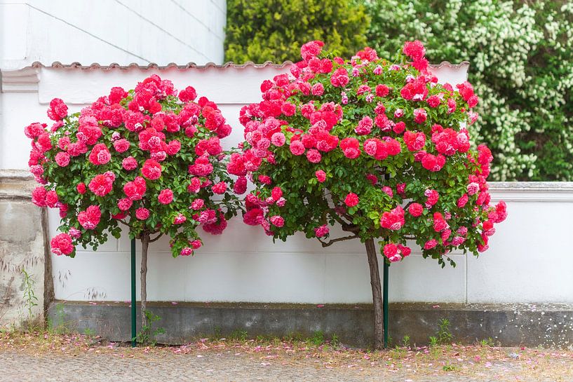 Rosebush, Wall by Torsten Krüger
