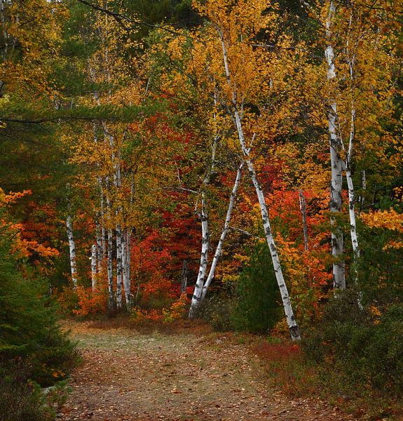 autumn birches by lieve maréchal