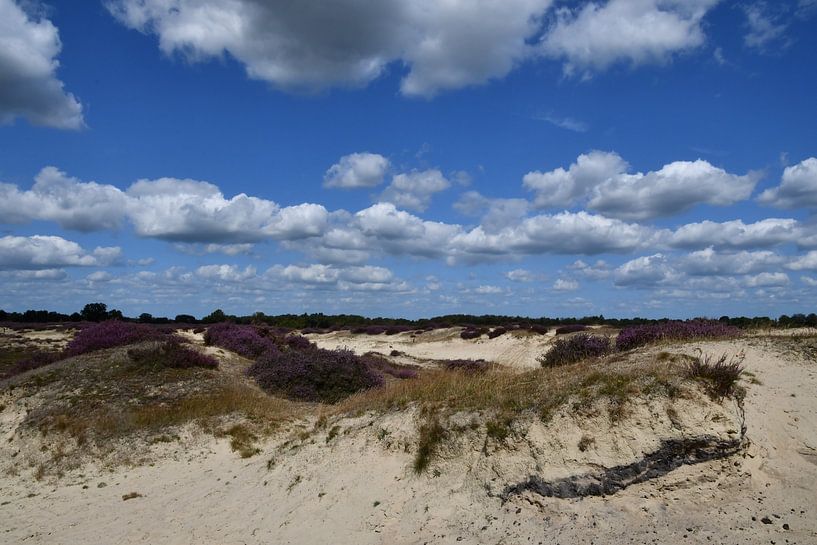 Sand drift with flowering heather by Bernard van Zwol