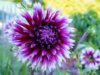 Dahlias in the garden