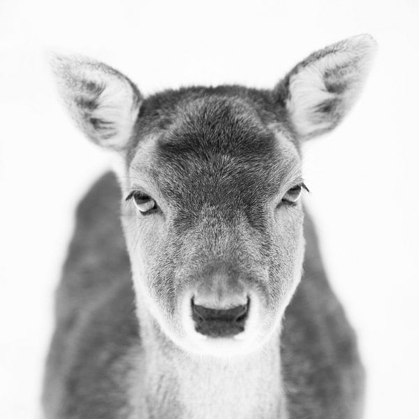 Damhert par Special Moments MvL