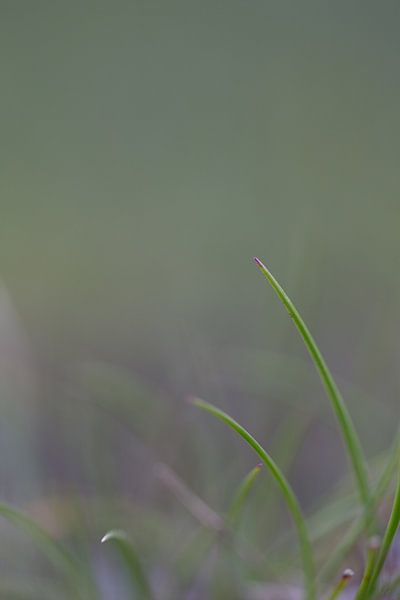 Gras von Robert Wiggers