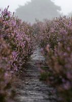 Une belle vue à travers la bruyère pourpre.