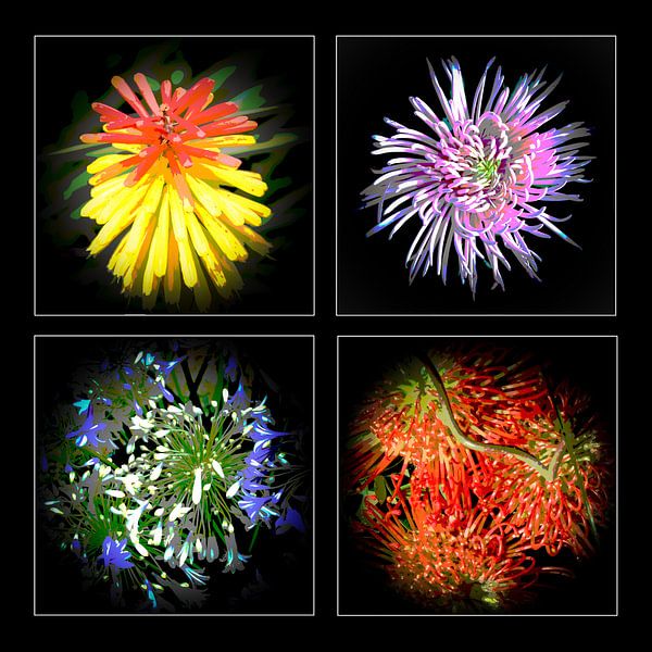 Nightflowers 02 by Hans Levendig (lev&dig fotografie)