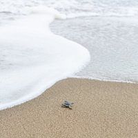 Baby turtle goes swimming